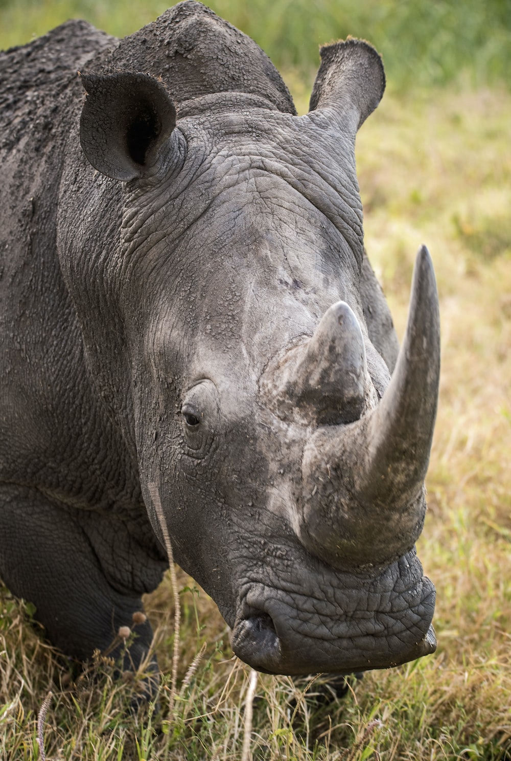 Rhino Blinds 24ft Hot Foot Climbing Stick